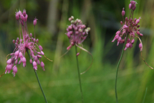Allium carinatum pulchellum  bestellen